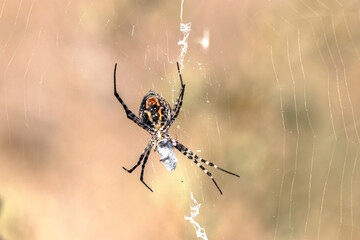 Araña tejedora de esfera negra y amarilla 