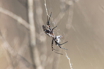 Compartiendo la comida esta Araña tejedora de esfera negra y amarilla 