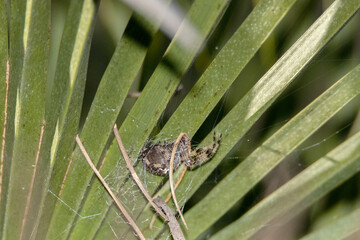 Araña de la cruz (Araneus pallidus) oculta entre las palmas del palmito