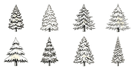 Obraz premium Set of Hand-Drawn Pine Tree Illustrations, Nature Sketches, Simple Black and White Line Art