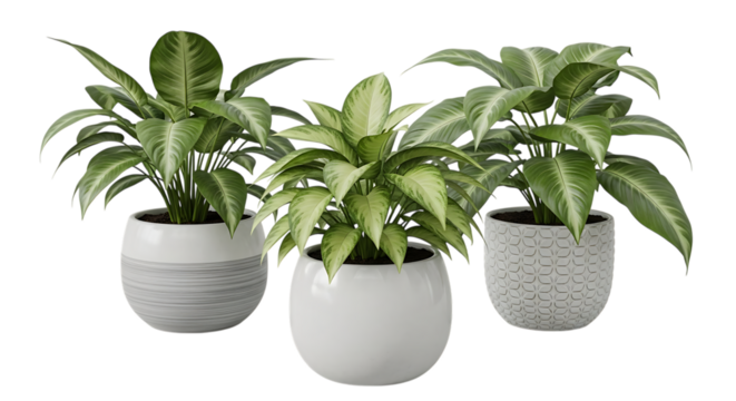 Potted green leafy houseplants, with variegated leaves in decorative pots, isolated on a transparent background, cutout, PNG