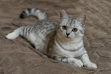 Portrait of a British Shorthair tabby cat lying on a blanket