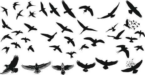 Bird silhouette set, flying positions, wing spread, flock formation, black icons, vector illustration, flight dynamics, nature, sky, motion