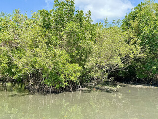 Mangroves in the water
