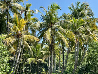 coconut palm trees