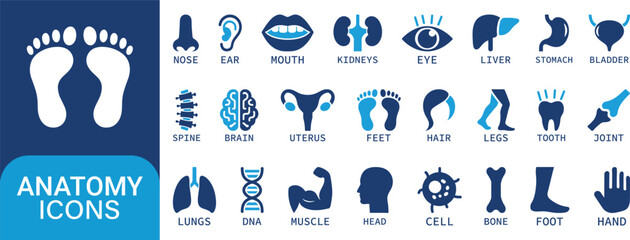 Human Anatomy Icons Set Vector