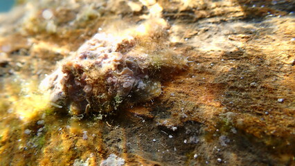Pacific sugar limpet (Patelloida saccharina cf.) undersea, Ligurian Sea, Italy, Imperia