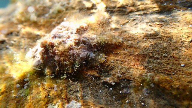 Pacific sugar limpet (Patelloida saccharina cf.) undersea, Ligurian Sea, Italy, Imperia