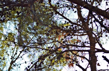 Blooming evergreen pine tree with pine cones