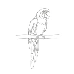 Outline drawing of a macaw parrot perched on a branch © Shahriar