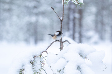 Cute small grey-headed chickadee, Poecile cinctus, perched on a pine branch on a winter day in Northern Finland, Europe	