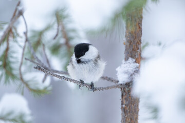 Small and cute grey willow tit, Poecile montanus, on a snowy pine branches on a cold winter day in Northern Finland 