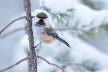 Cute and curious small siberian tit also known as grey-headed chickadee, Poecile cinctus, perched on a pine branch on a winter day in Northern Finland, Europe	