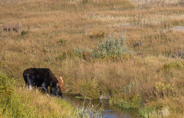 Bull Moose in Autumn in Grand Teton National Park Wyoming