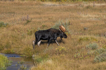Bull Moose in Autumn in Grand Teton National Park Wyoming