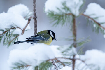 Great tit, Parus major standing on a snowy branch of spruce on a cold winter day near Kuusamo, Northern Finland