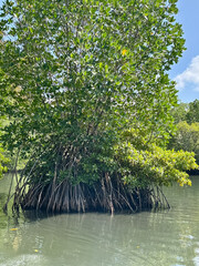 mangroves in the water