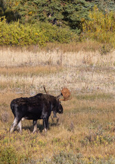 Bull Moose in Autumn in Grand Teton National Park Wyoming