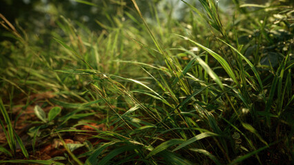 Obraz premium A vibrant close-up of fresh green grass and wild foliage bathed in natural light, showcasing the lush texture of an outdoor environment.