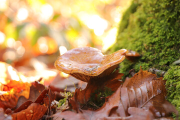 Au cœur de la forêt