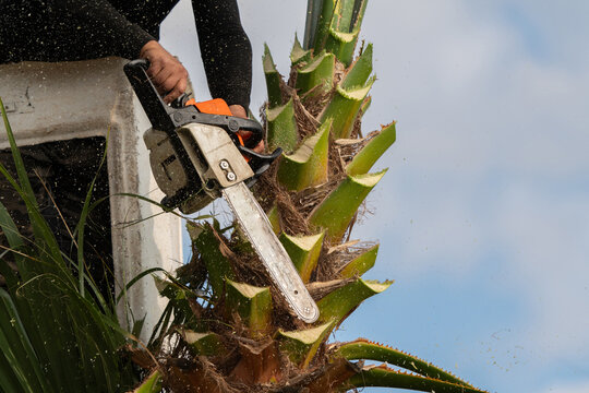 Worker pruning a palm tree with a tree saw