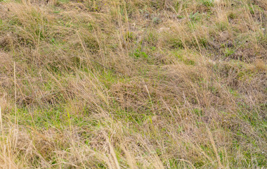 Fototapeta premium grass in the wind