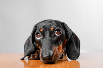 A cute dachshund puppy lies on a wooden floor, showcasing its expressive eyes and floppy ears. the pet's endearing gaze creates a heartwarming scene.