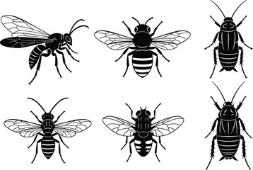Insect illustration, black and white, entomology, cockroach, bee, wasp, fly, vector drawing, educational, anatomy, detailed wings, taxonomy, biology