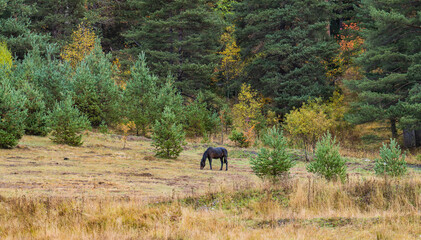 horse in the woods