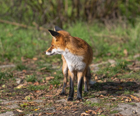 red fox in the wild