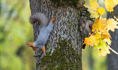 squirrel on tree
