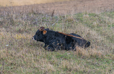 cows in the mountains