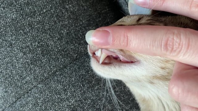 Showing cat teeth and fangs of a pet oriental shorthair cat