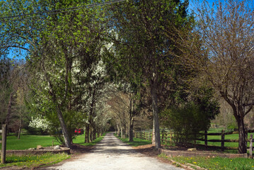 A tree-shaded farm lane in northeast Ohio's Chagrin River valley in early spring