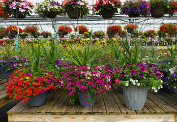 Pots of assorted varieties of impatiens sit on a palette in an Ohio greenhouse.
