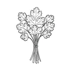 Hand drawn black and white illustration of a bunch of fresh parsley tied with twine