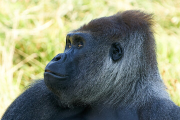 Western lowland gorilla (Gorilla gorilla gorilla)