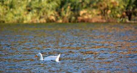 pair white ducks swimming blue water