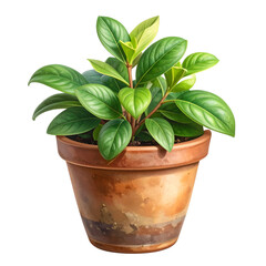 Fototapeta premium Lush green houseplant growing in a rustic terracotta pot