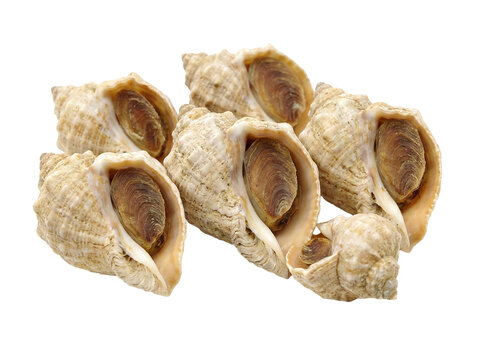 Bulots cuits sur un fond blanc, fruits de mer
