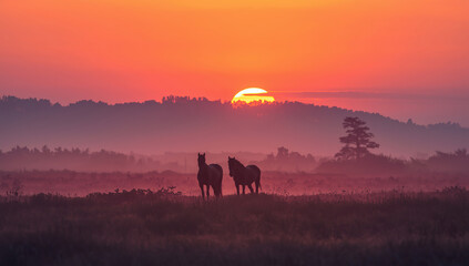 Two horses standing on a peaceful meadow enveloped in soft morning or evening mist, illuminated by the warm glow of sunrise or sunset