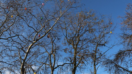 Plastic object stuck on bare tree branches, showing human impact on nature and environmental pollution.