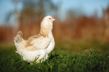 Faverolles chicken walking outdoors on grass