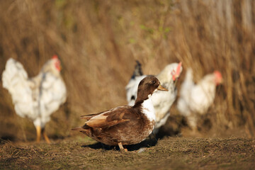brown call duck portrait outdoors on a farm