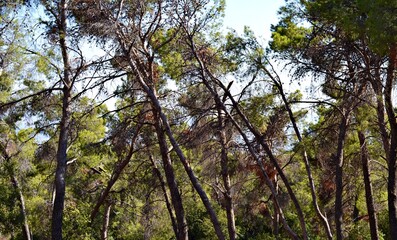 The sun beautifully illuminating the green treetops of tall beech trees in a forest clearing,
