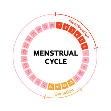 Menstrual cycle educational diagram with phases illustration. Menstruation, follicular phase, ovulation, luteal phase anatomy infographic for womens health, fertility tracking and medical education.