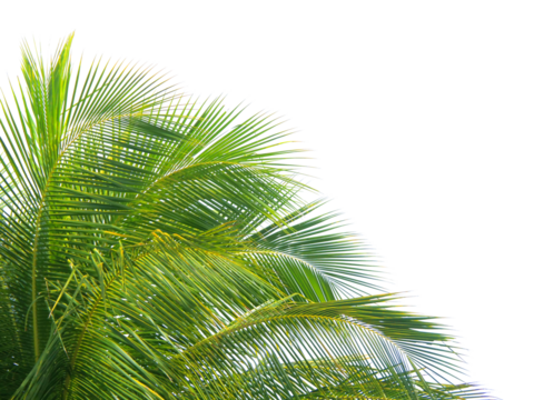 A close-up view of vibrant green palm leaves. Coconut tree leaves on white background isolate easy to use for design