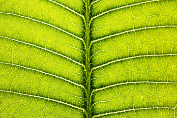 Macro Close Up of Natural Leaf Background