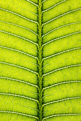 Macro Close Up of Natural Leaf Background