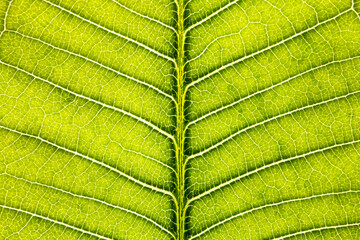 Macro Close Up of Natural Leaf Background